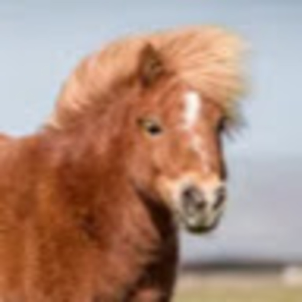 Meet your Posher, Brandice